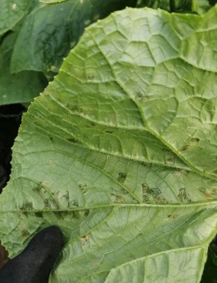 夏天黄瓜种植技术与预防病害的药物