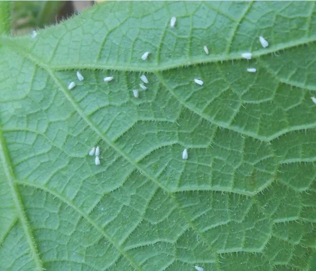 夏天黄瓜种植技术与预防病害的药物