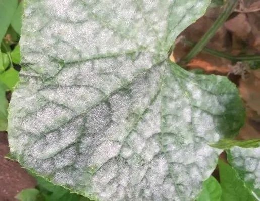 夏天黄瓜种植技术与预防病害的药物