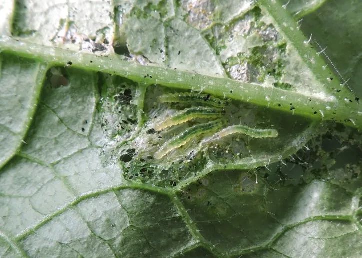 夏天黄瓜种植技术与预防病害的药物