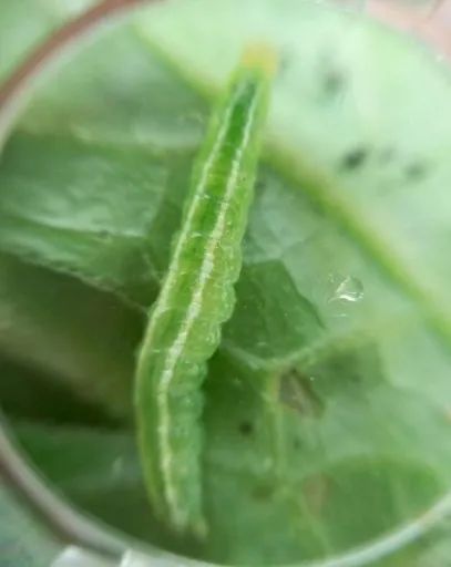 夏天黄瓜种植技术与预防病害的药物