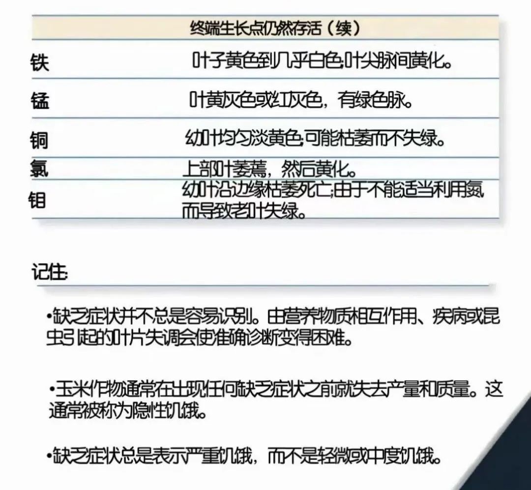 玉米种植缺营养症状的表现图解