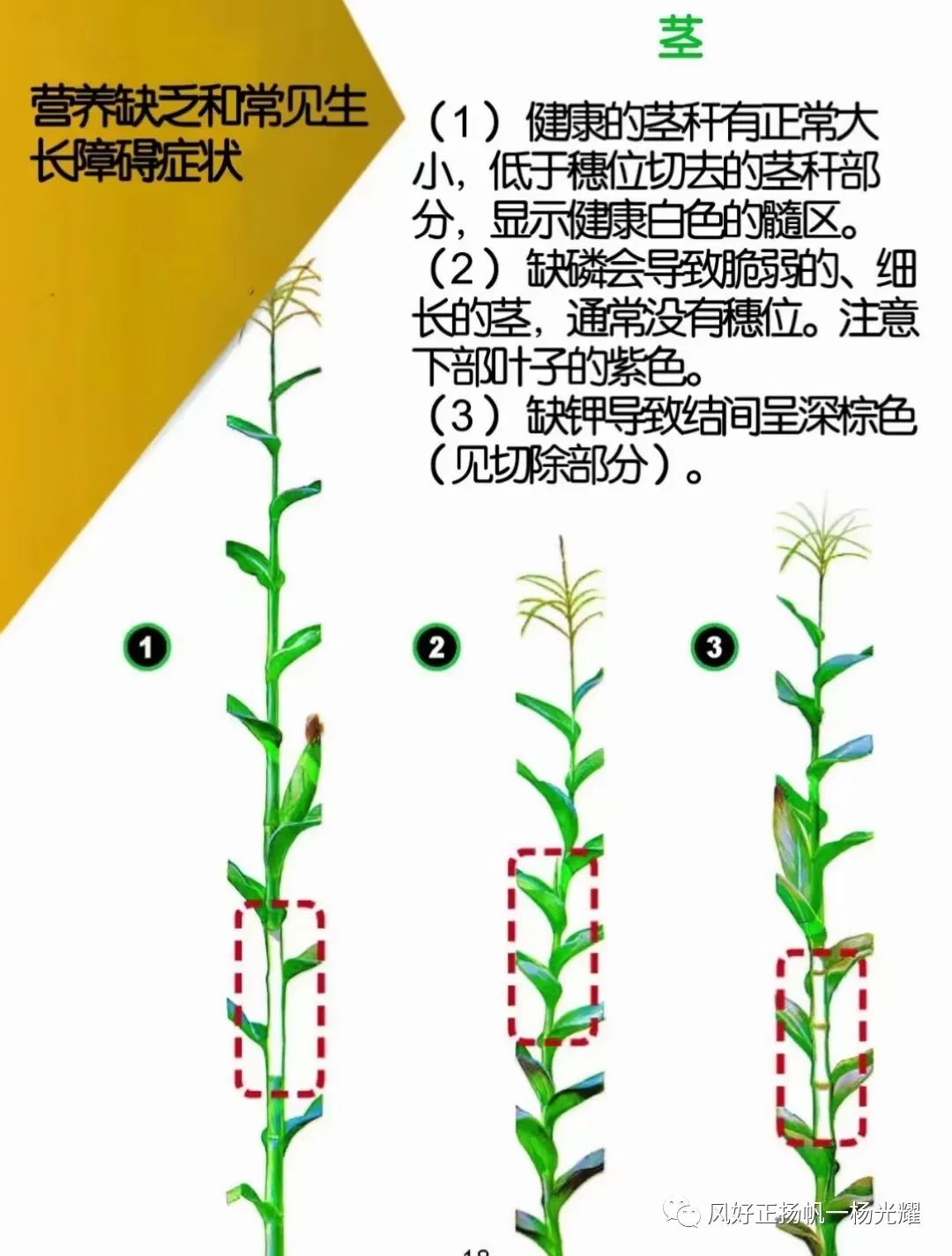 玉米种植缺营养症状的表现图解