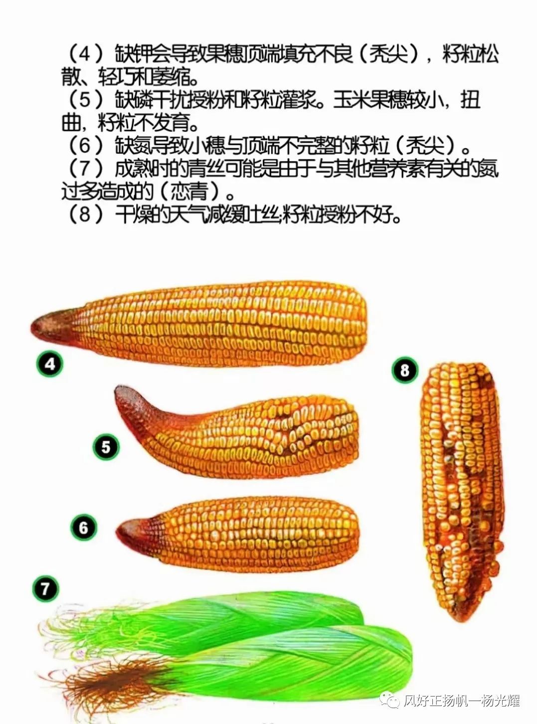 玉米种植缺营养症状的表现图解