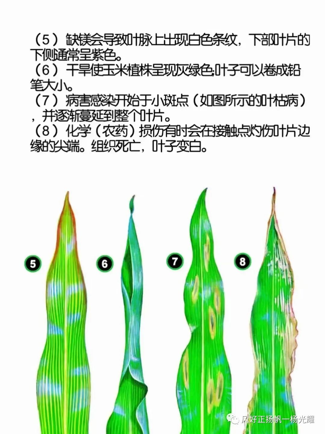 玉米种植缺营养症状的表现图解