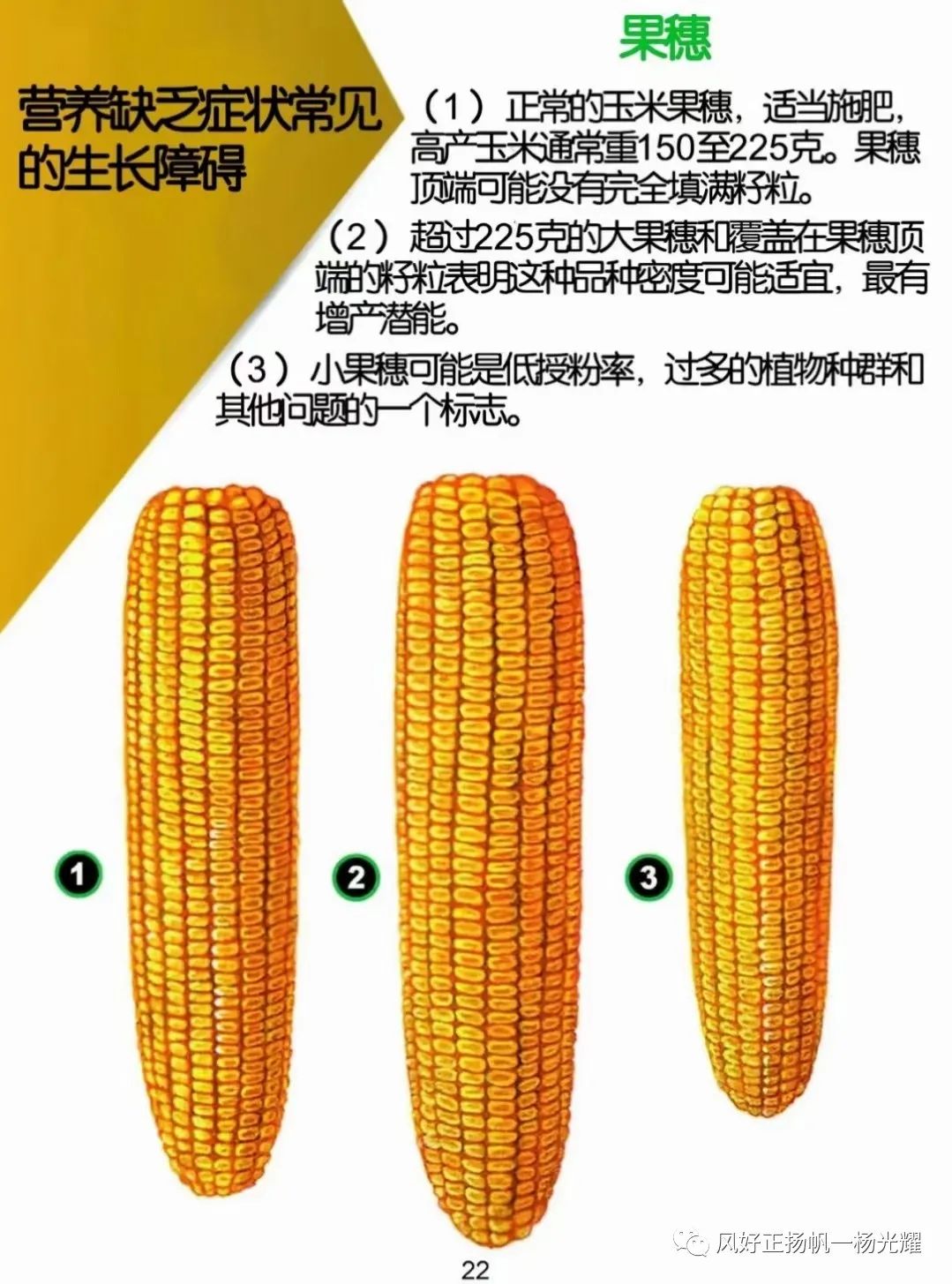 玉米种植缺营养症状的表现图解