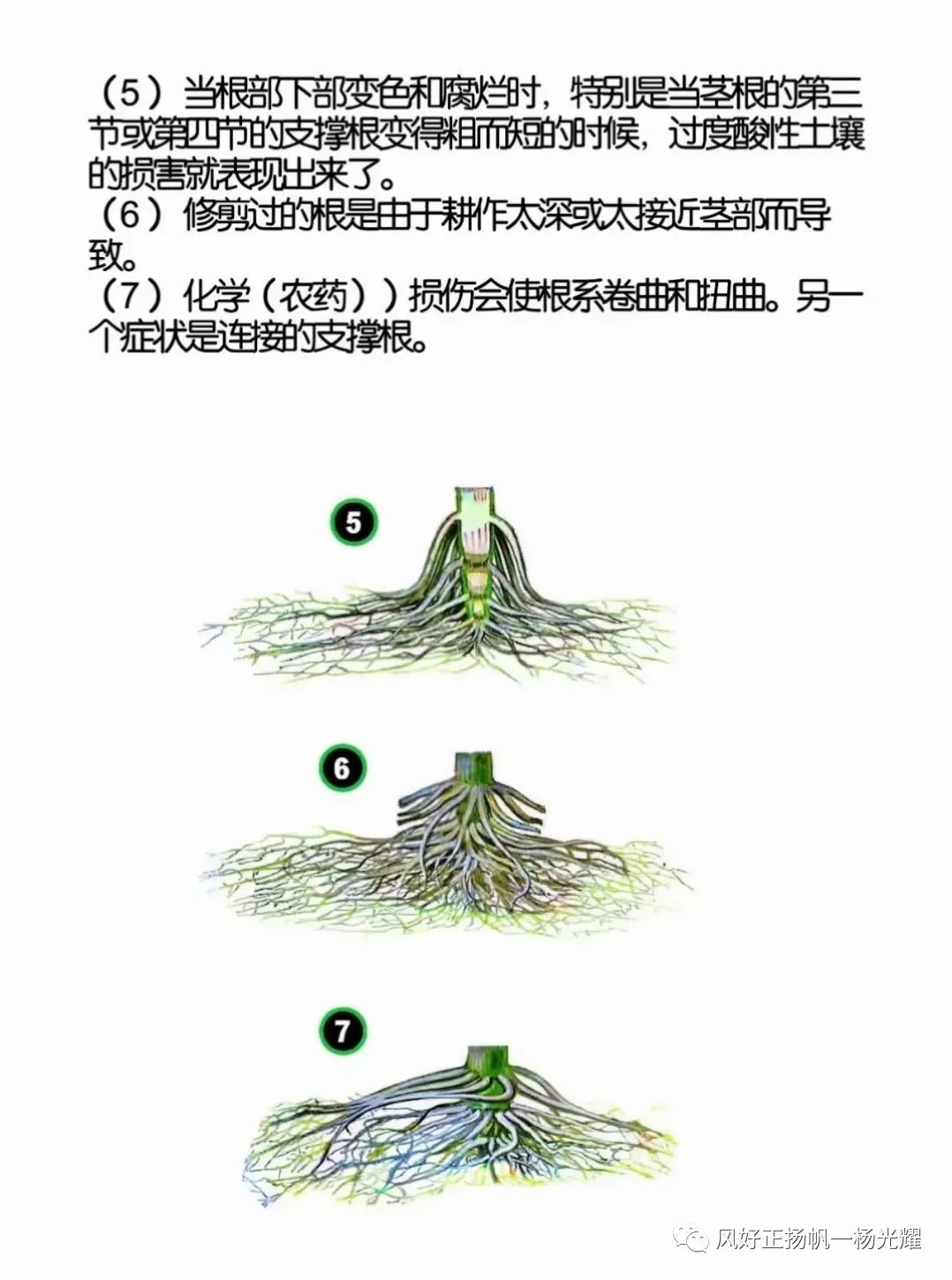 玉米种植缺营养症状的表现图解