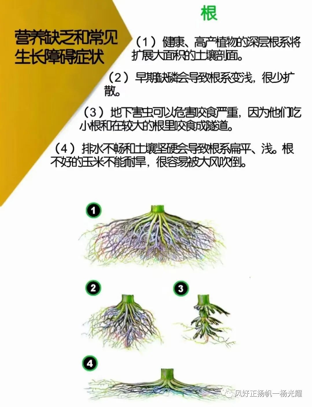 玉米种植缺营养症状的表现图解