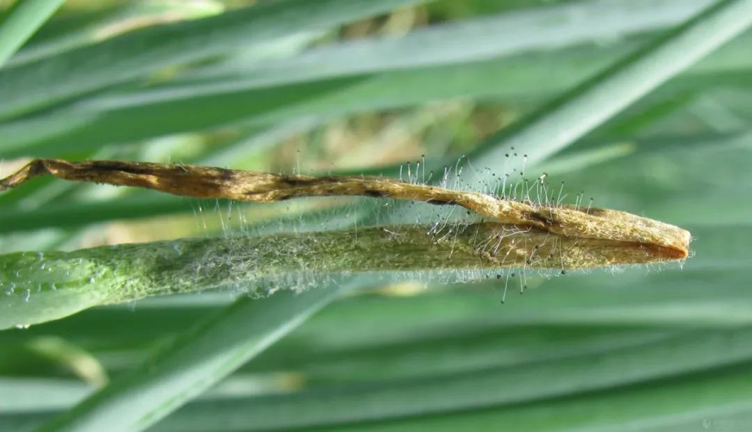 植物真菌杀菌剂配方，防病治病干净彻底