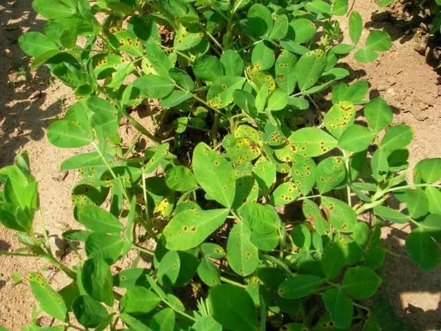 植物真菌杀菌剂配方，防病治病干净彻底