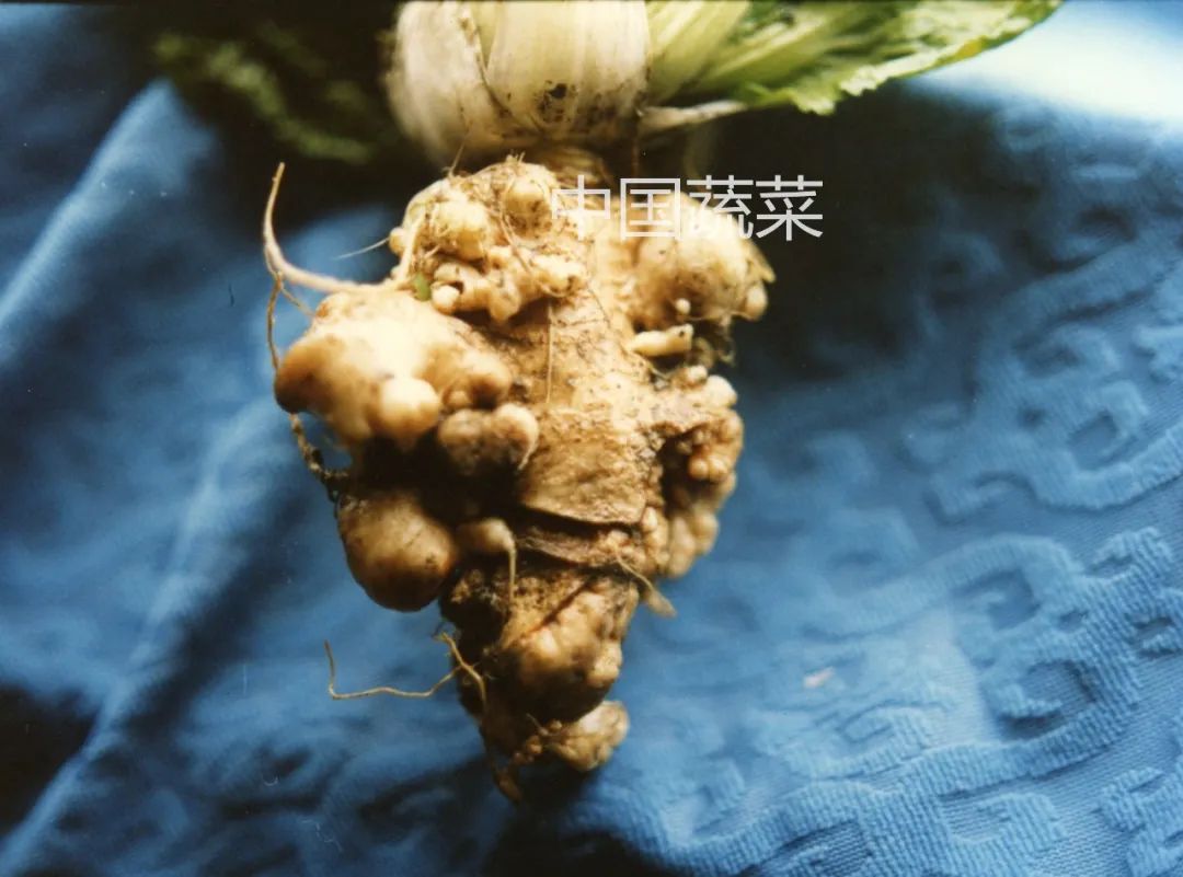 蔬菜十大土传病害都有哪些？怎么防治