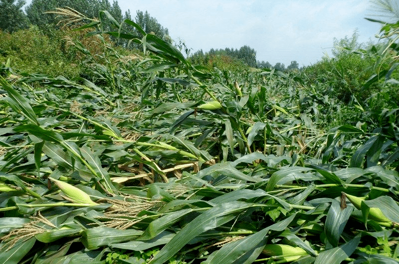 玉米什么时间控旺最好？看叶片数量绝对不会错