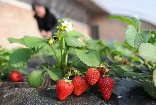 芸苔素、复硝酚钠、三十烷醇、胺鲜酯的区别