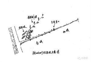 核桃树整形修剪新模式