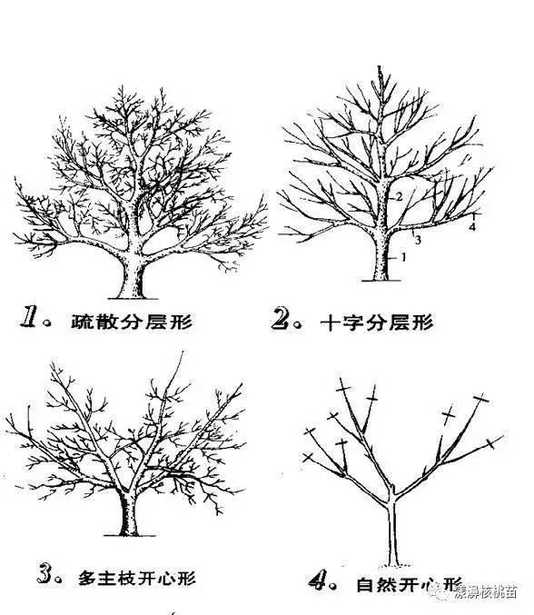 核桃丰产栽培和抚育管理措施