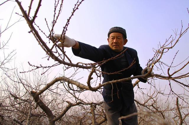 果树冬剪要考虑的十个因素