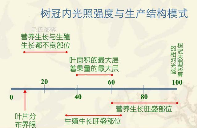 果树与光照的关系