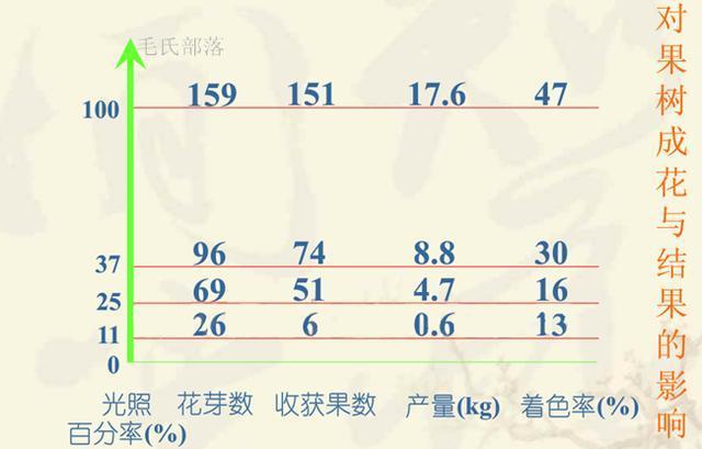 果树与光照的关系