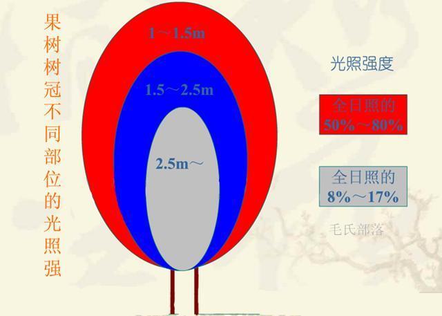 果树与光照的关系