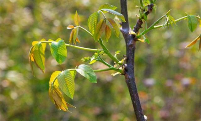 核桃树保花保果技术