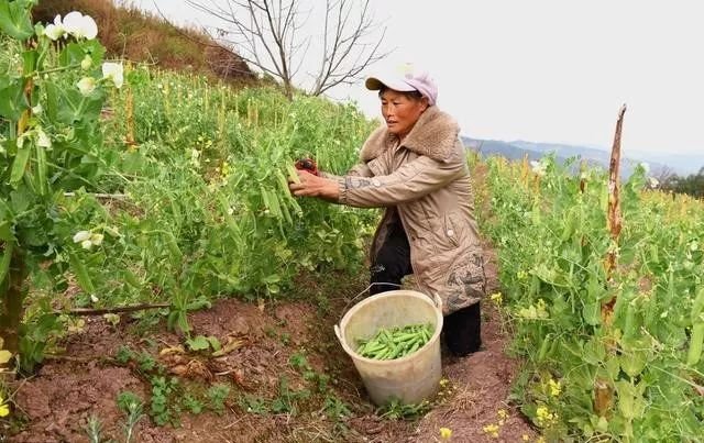 不喷农药自然防虫二十一法