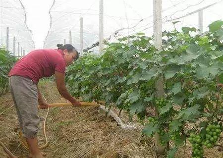 葡萄树 夏季管理全套技术