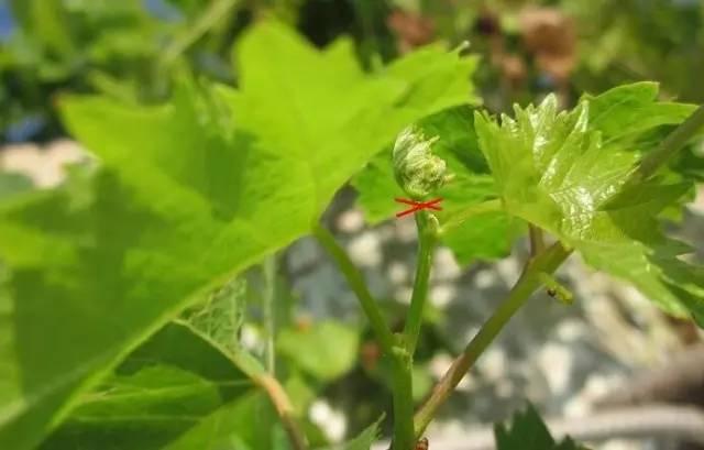 葡萄树 夏季管理全套技术