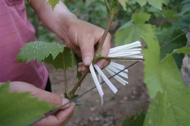 葡萄树 夏季管理全套技术