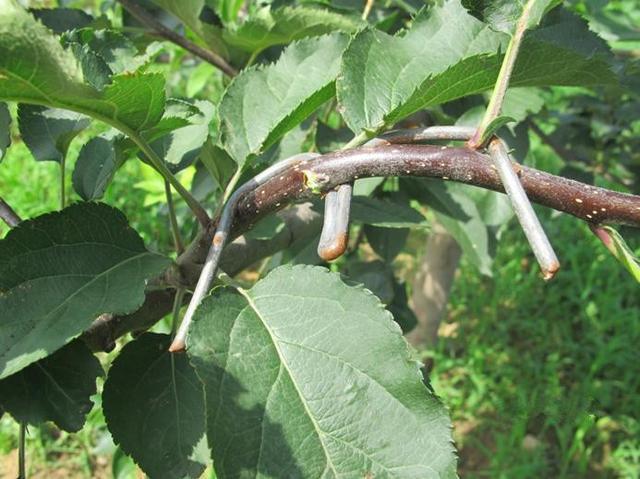 苹果园夏管六法