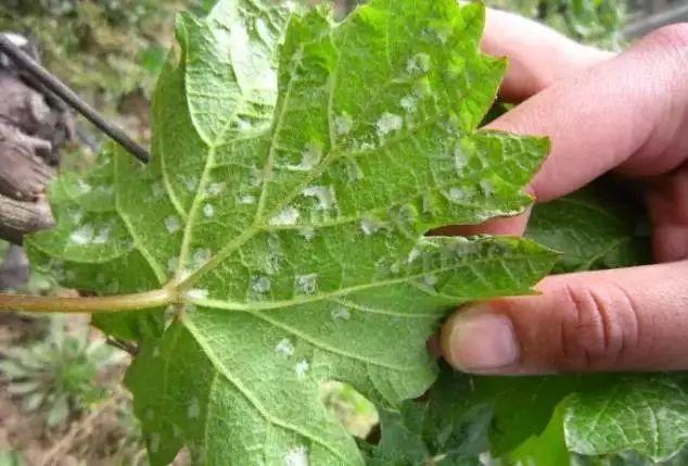 常见蔬果病虫害推荐用药名录