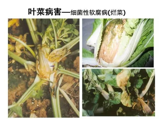 蔬菜病虫害高清图谱