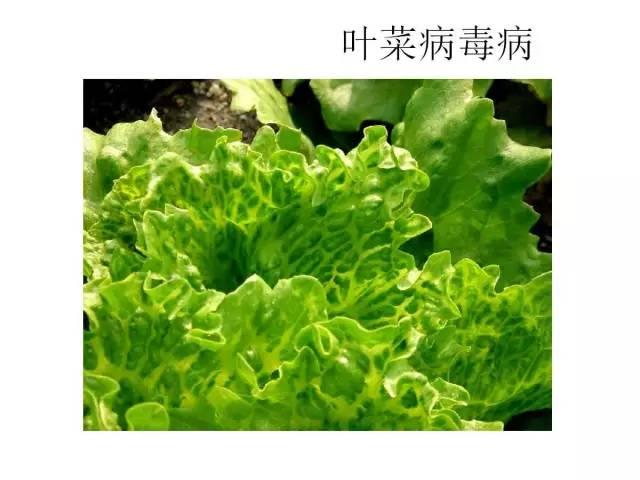 蔬菜病虫害高清图谱