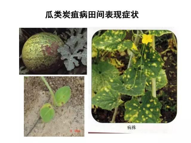 蔬菜病虫害高清图谱