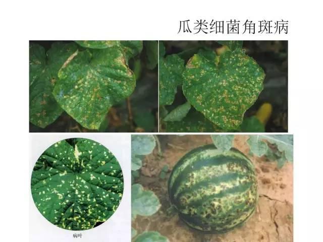 蔬菜病虫害高清图谱