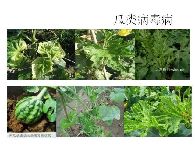 蔬菜病虫害高清图谱