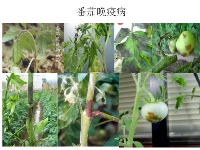 蔬菜病虫害高清图谱