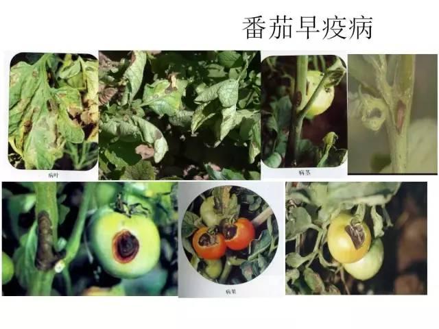 蔬菜病虫害高清图谱