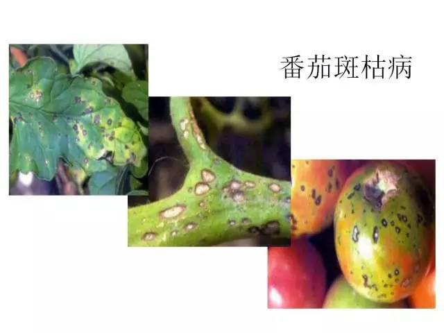 蔬菜病虫害高清图谱