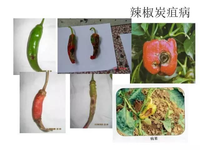 蔬菜病虫害高清图谱