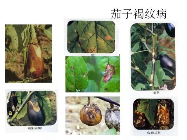 蔬菜病虫害高清图谱