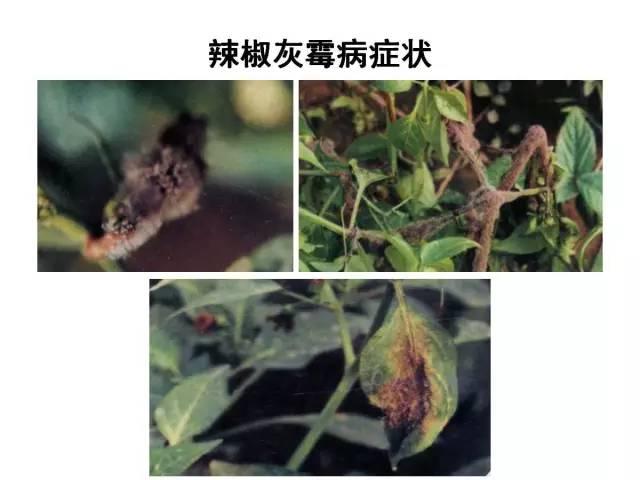 蔬菜病虫害高清图谱