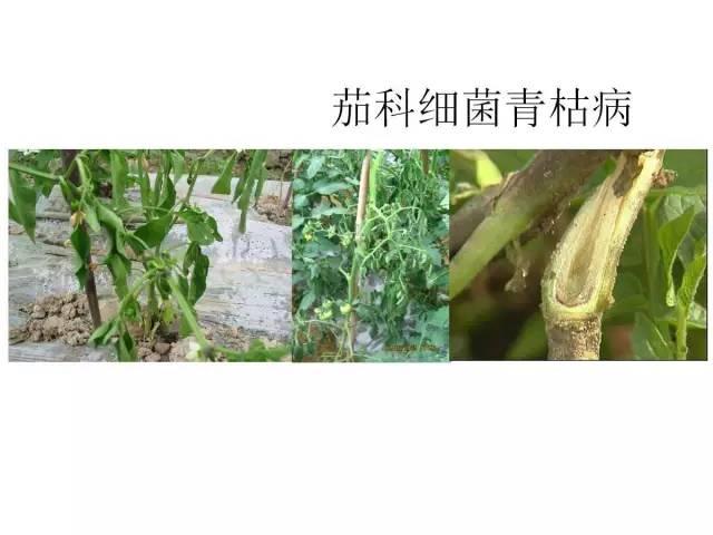 蔬菜病虫害高清图谱