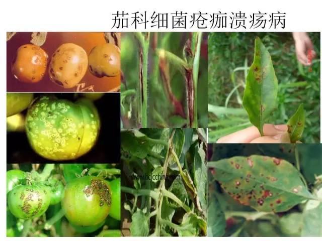 蔬菜病虫害高清图谱