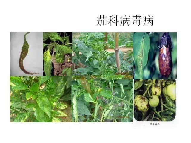 蔬菜病虫害高清图谱