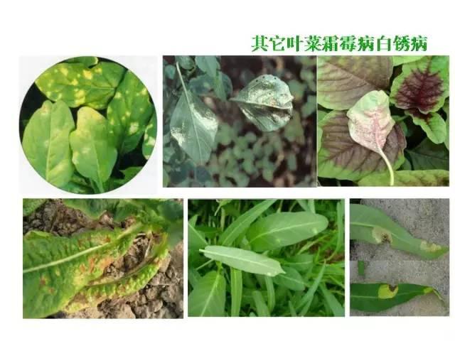 蔬菜病虫害高清图谱