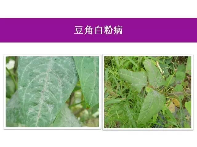 蔬菜病虫害高清图谱