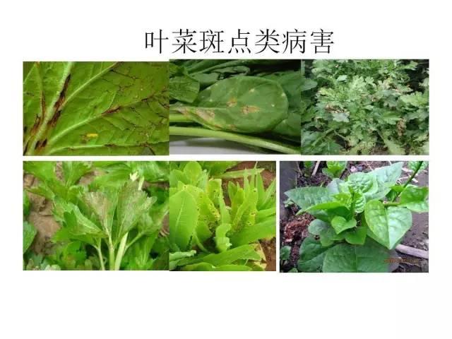 蔬菜病虫害高清图谱