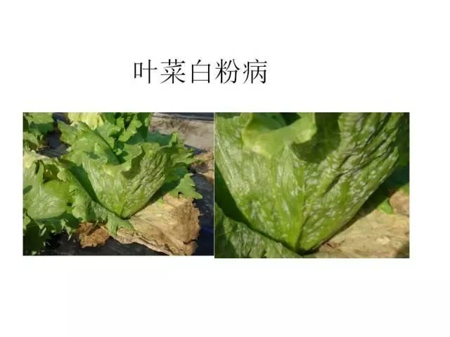 蔬菜病虫害高清图谱