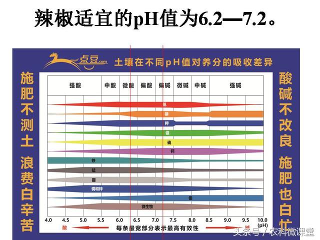 辣椒高产栽培技术——专题讲座