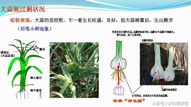 大蒜种植管理技术——专题讲座